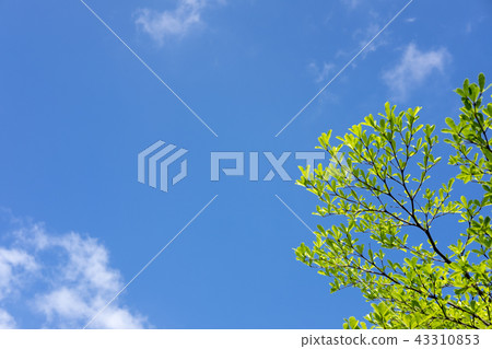 Blue sky and leaves Blue sky and leaves 43310853