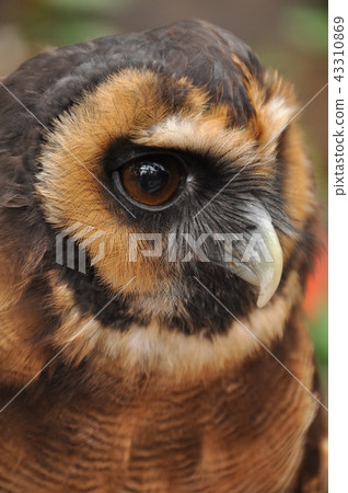 Owl Owl 43310869