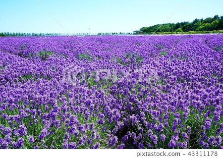Monbetsu Okhotsk Lavender Field / Ice Park Monbetsu Okhotsk Lavender Field / Ice Park 43311178