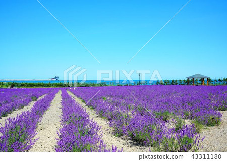 紋別鄂霍次克薰衣草田/冰雪公園/鄂霍次克塔 43311180
