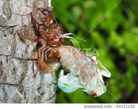 Emergence 4 from the cocoon larvae Abrazemi Stock Photo