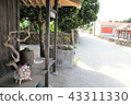 Taketomijima Shisa 43311330