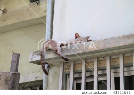 小濱島你在這樣的地方睡覺嗎? 小濱島你在這樣的地方睡覺嗎? 43311681