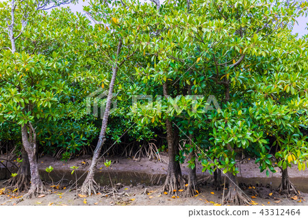 美洲紅樹樹在西表島上的Urauchi河 43312464