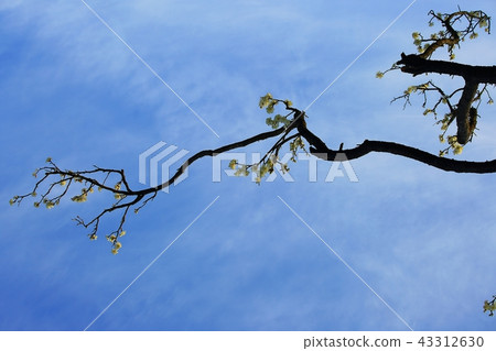 梅花,春天,花 梅花,春天,花 43312630