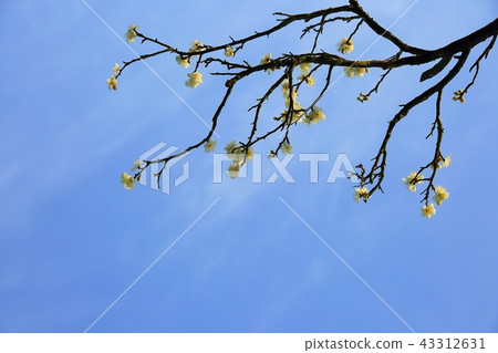 梅花,春天,花 梅花,春天,花 43312631