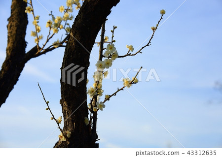 梅花,春天,花 梅花,春天,花 43312635