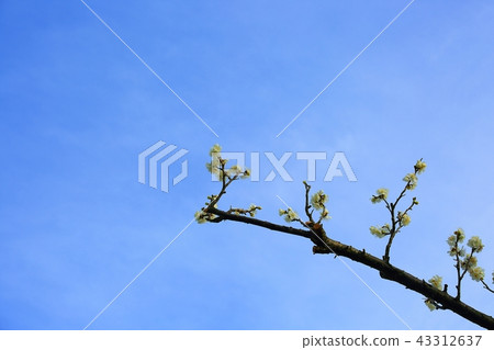 Plum, Spring, Flower 43312637