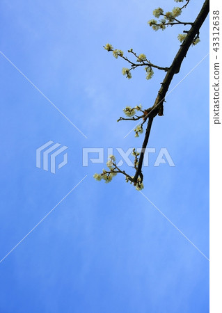 Plum, Spring, Flower Plum, Spring, Flower 43312638
