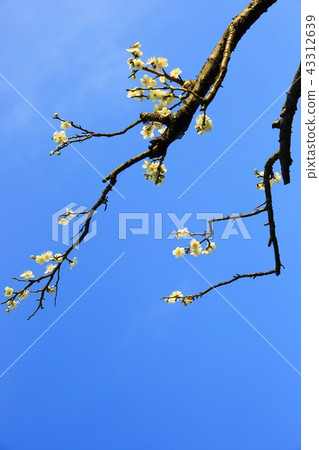 Plum, Spring, Flower Plum, Spring, Flower 43312639