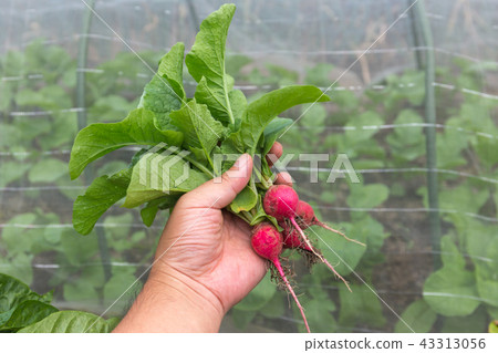 Red radish (home garden) July 43313056