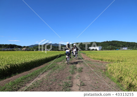 Bicycle schooling 43313255