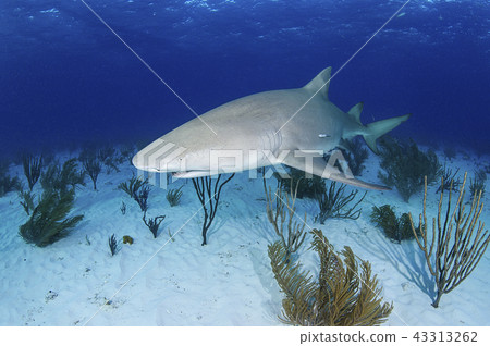 Lemon shark 43313262