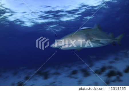 Lemon shark Lemon shark 43313265