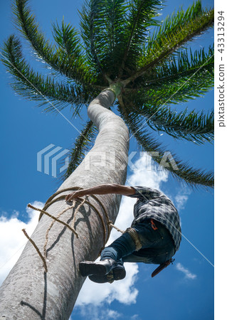 Adult male climbs coconut tree to get coco nuts 43313294