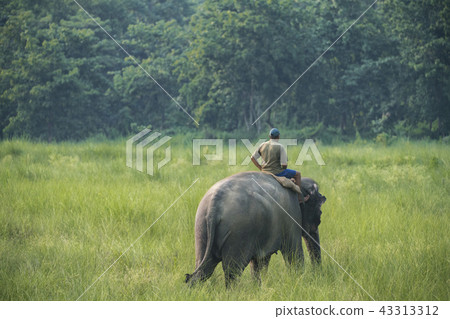 Mahout or elephant rider riding a female elephant 43313312