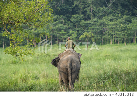Mahout or elephant rider riding a female elephant 43313318