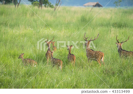 Sika or spotted deers herd in the elephant grass 43313499