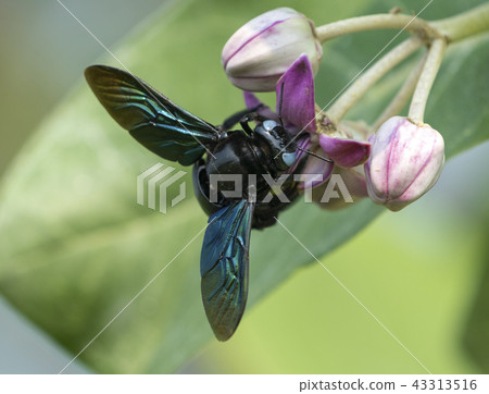 Xylocopa valga or carpenter bee  43313516