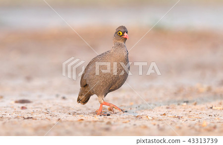 Red-billed francolin Red-billed francolin 43313739