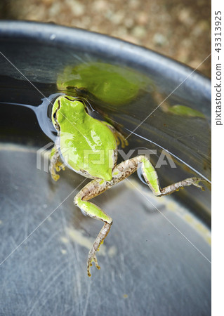 Tree frog swimming in water Tree frog swimming in water 43313925