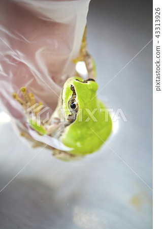 Two horned frogs clinging to their hands Two horned frogs clinging to their hands 43313926