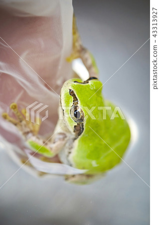 Two horned frogs clinging to their hands Two horned frogs clinging to their hands 43313927