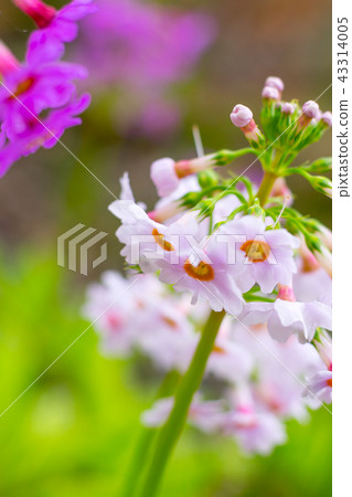 《挪威森林》的拍攝地點！栗山盛開在Mineyama Kogen度假勝地※在作品的評論欄中有射擊位置 43314005