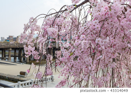Sanjo Ohashi-Cherry blossoms Sanjo Ohashi-Cherry blossoms 43314049