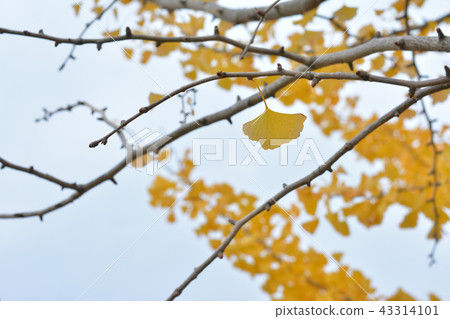Yellow leaves of ginkgo biloba 43314101