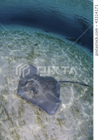 Swimming ai Swimming ai 43314171