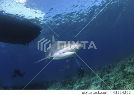 Sharks swimming in the Bahamas Sharks swimming in the Bahamas 43314292