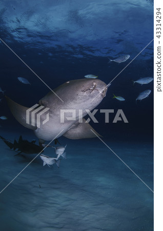 Sharks swimming in the Bahamas Sharks swimming in the Bahamas 43314294