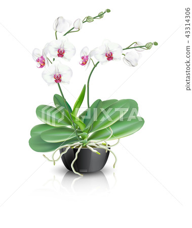 white phalaenopsis orchid in black ceramic vase 43314306