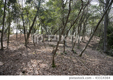 Miki Castle Offense Hideyoshi Honjin trace Miki Castle Offense Hideyoshi Honjin trace 43314364