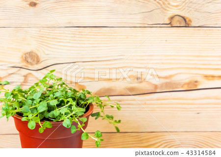 背景木五穀和植物 背景木五穀和植物 43314584