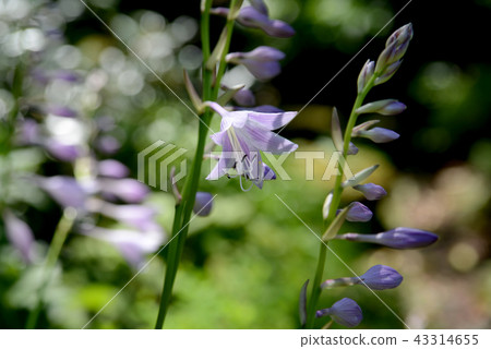 玉簪 玉簪 43314655