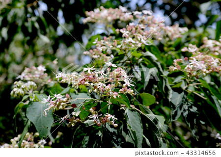 兔子的花 兔子的花 43314656