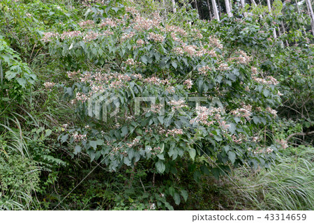 兔子的花 43314659