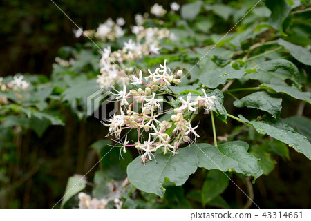 兔子的花 兔子的花 43314661