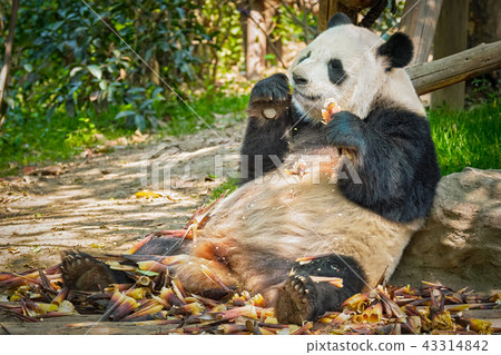 Giant panda bear in China 43314842