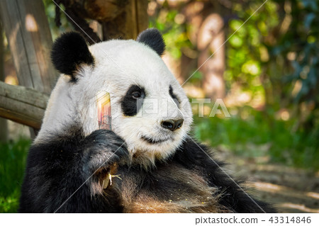 Giant panda bear in China 43314846