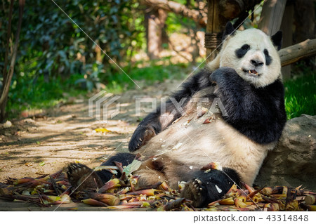 Giant panda bear in China 43314848