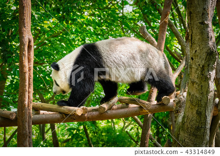 Giant panda bear in China 43314849