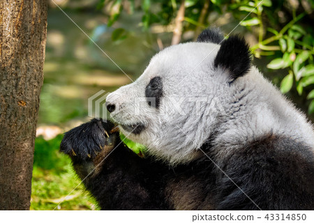 Giant panda bear in China 43314850