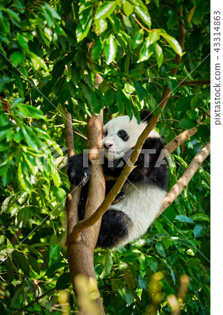 Giant panda bear in China 43314863