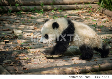 Giant panda bear in China 43314864