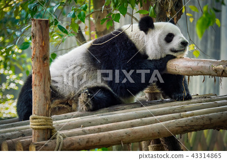 Giant panda bear in China 43314865