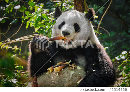 Giant panda bear in China 43314866