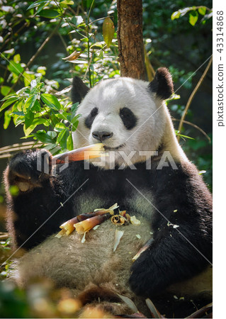 Giant panda bear in China 43314868